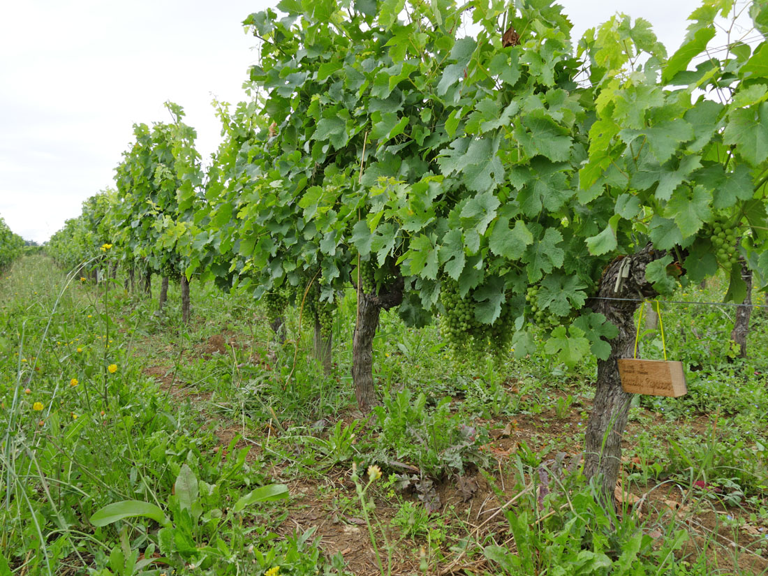 Виноградник на урожай